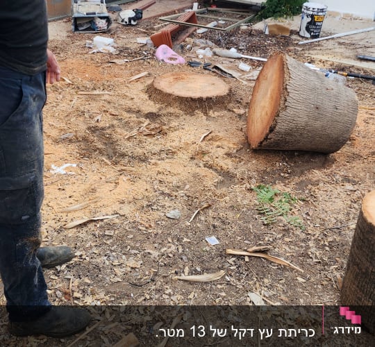 גזע עץ כרות עם שבבים על הקרקע